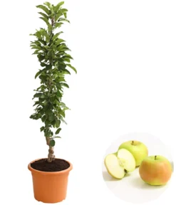 Säulenapfel 'Rhapsodie'
