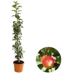 Säulenapfel 'Rondo'