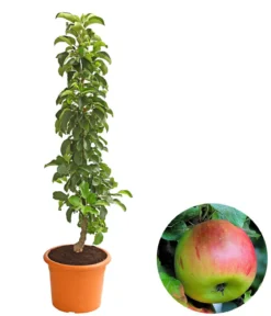 Säulenapfel 'Sonate'