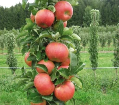 Säulenapfel 'Sonate'