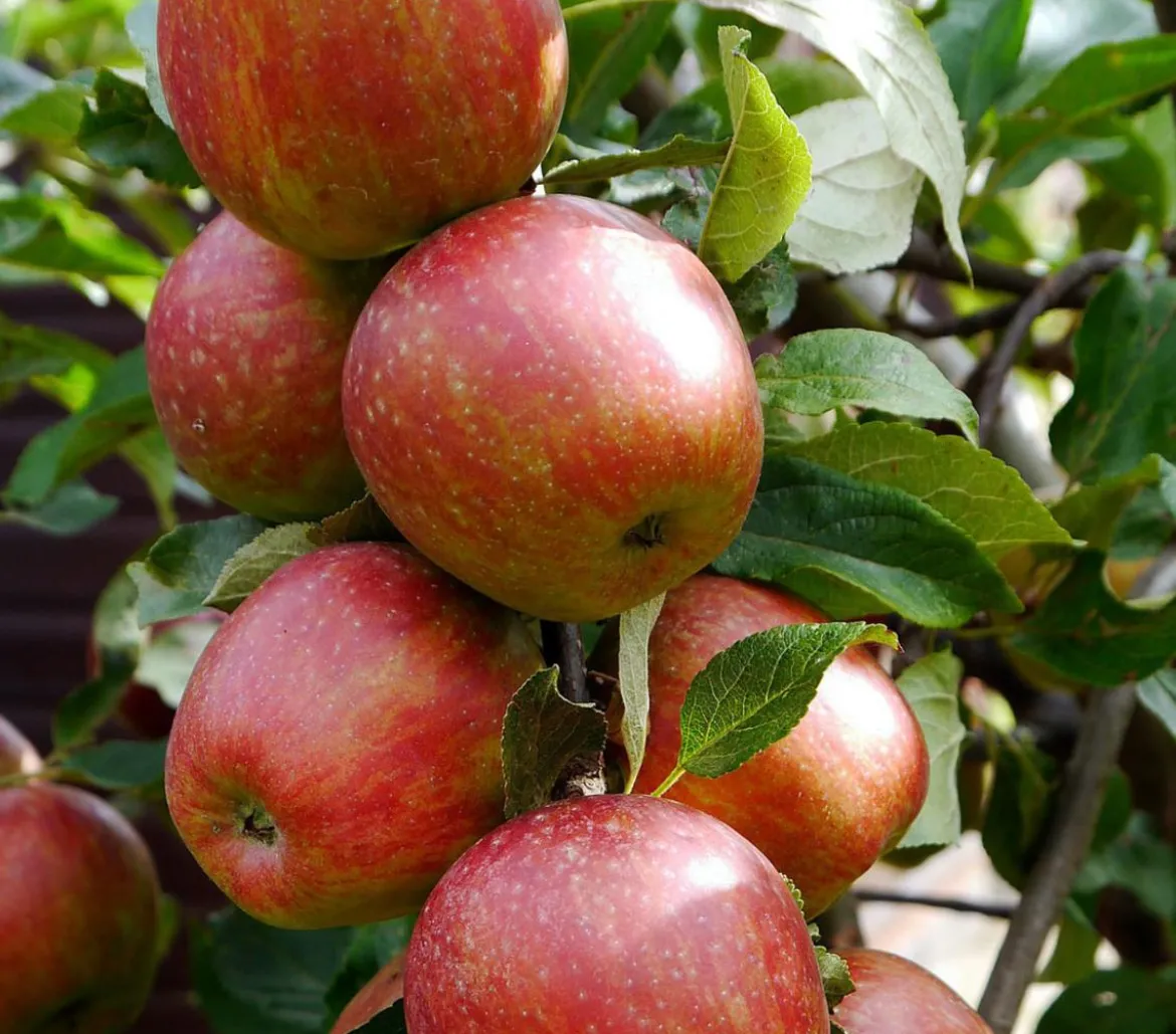 Säulenapfel 'Starcats'
