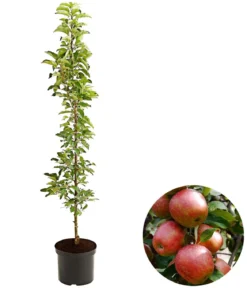 Säulenapfel 'Starcats'