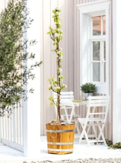 Säulenbirne 'Condo'