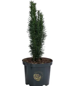 Säulen-Eibe 'Fastigiata Robusta'