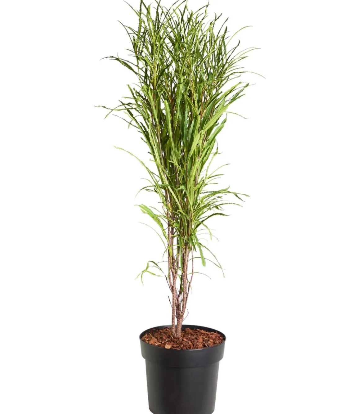 Säulen-Faulbaum - Farnblättriges Pulverholz 'Fine Line'®