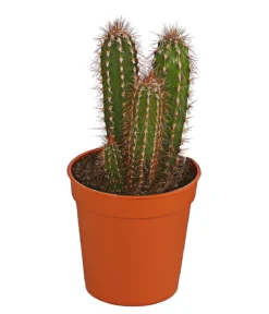 Säulenkaktus - Cereus peruvianus, verschiedene Sorten