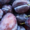 Säulenzwetschge 'Geisenheimer Top'