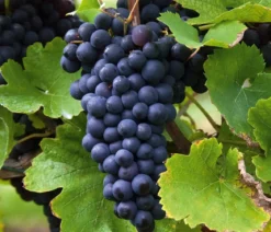 Tafeltraube 'Erdbeertraube'