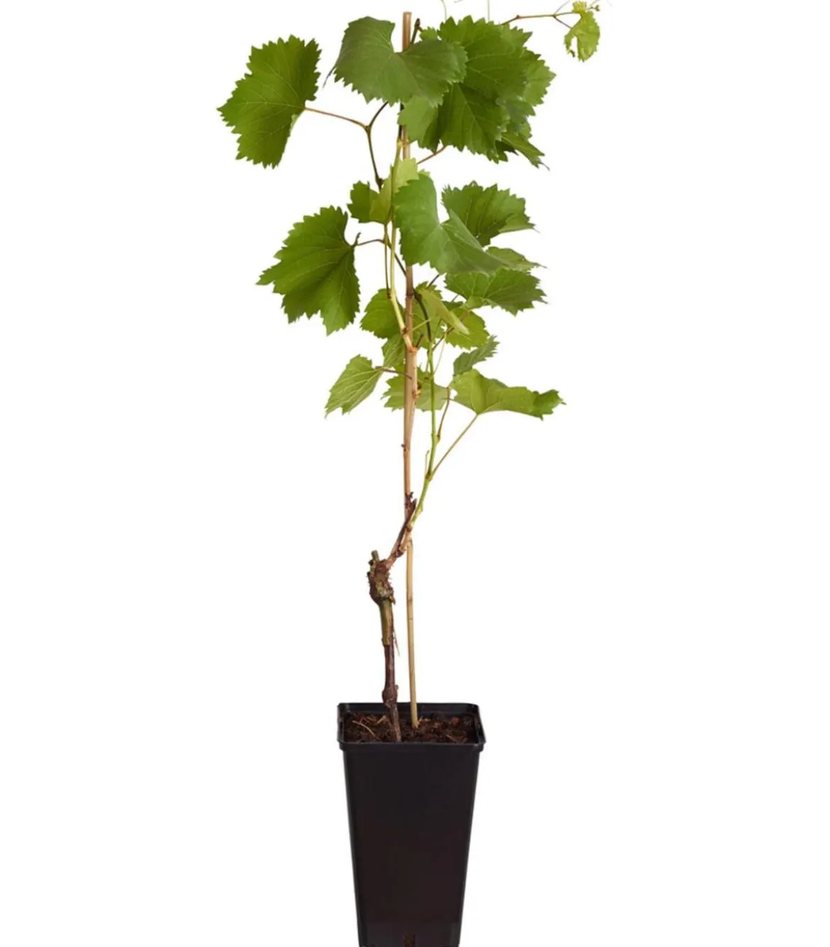Tafeltraube 'Erdbeertraube'