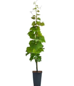 Tafeltraube 'Katharina'