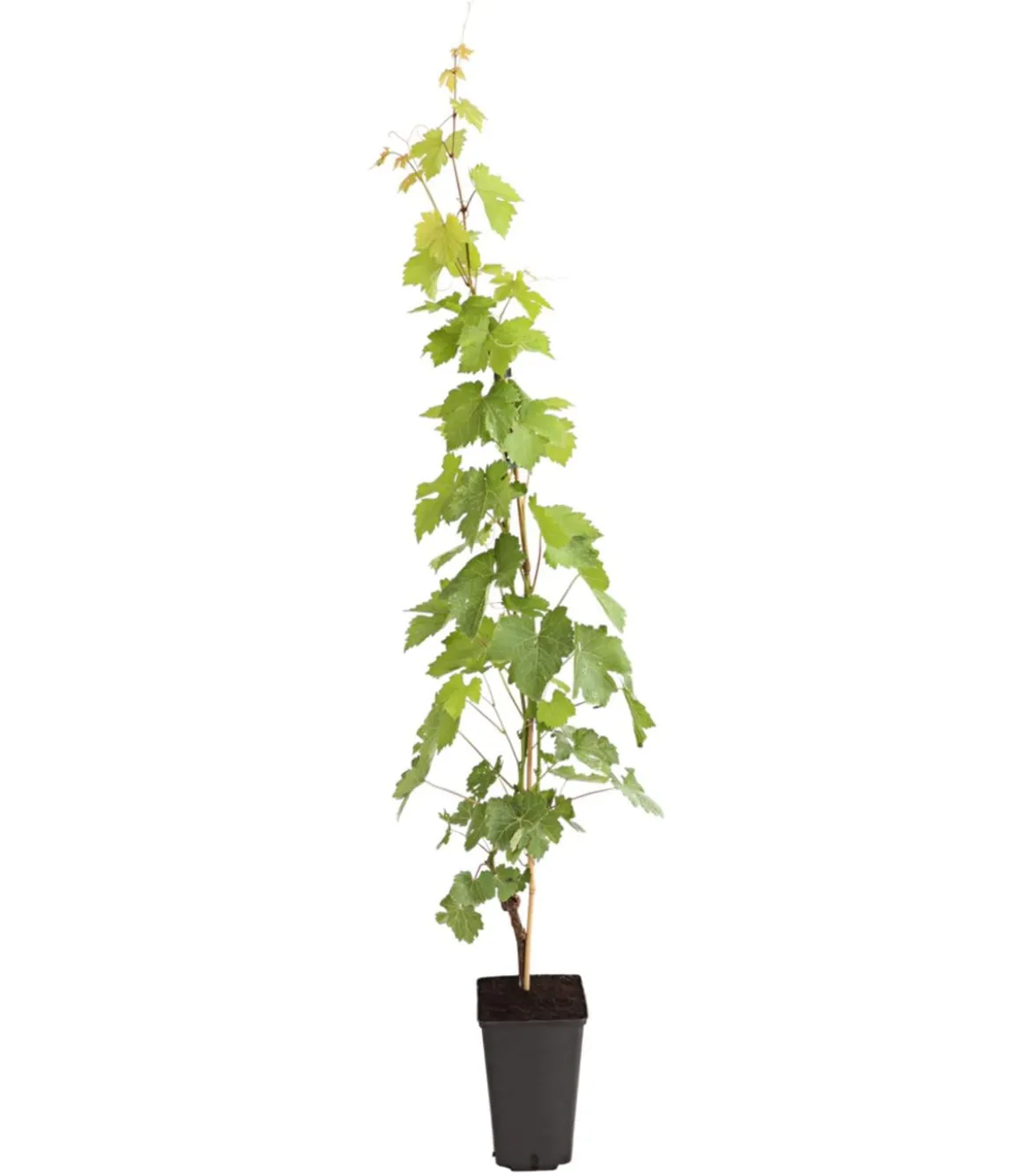 Tafeltraube 'Lakemont'