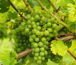 Tafeltraube 'Millenium®'