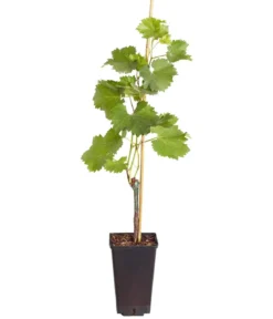 Tafeltraube 'Phönix'