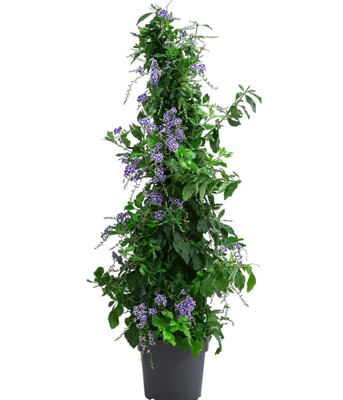 Taubenbeere, Pyramide
