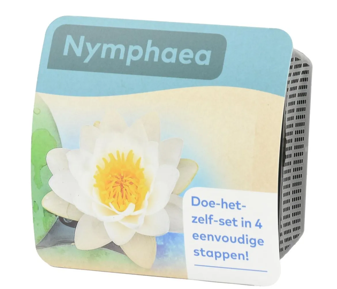 Teichpflanzen Komplett-Set Seerose, 6-teilig