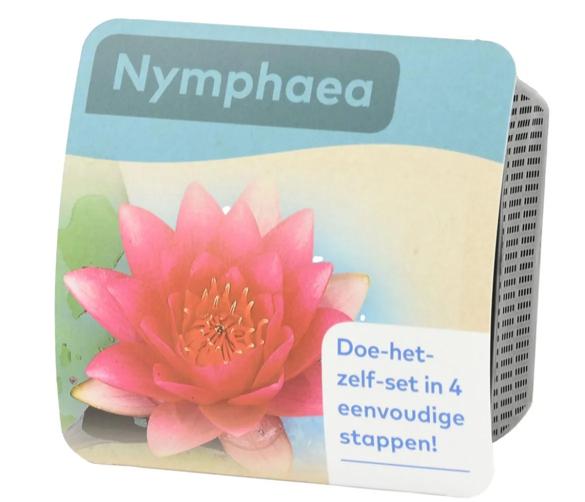 Teichpflanzen Komplett-Set Seerose, 6-teilig