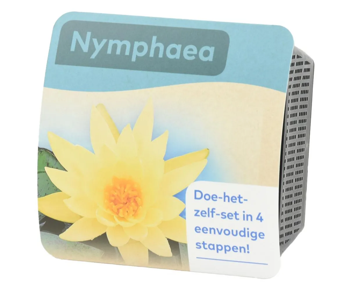 Teichpflanzen Komplett-Set Seerose, 6-teilig