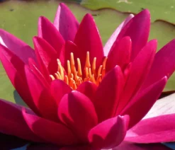 Teichpflanzen Komplett-Set Seerose, 6-teilig