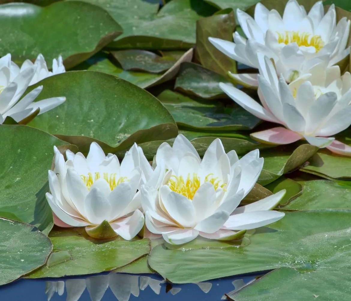 Teichpflanzen Komplett-Set Seerose, 6-teilig