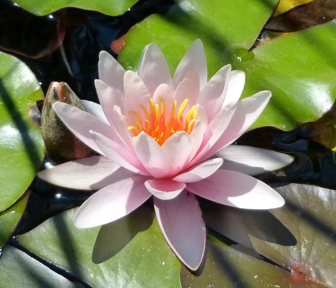 Teichpflanzen Komplett-Set Seerose, 6-teilig