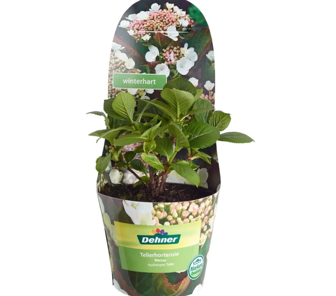 Teller-Hortensie, ca. 15-25 cm