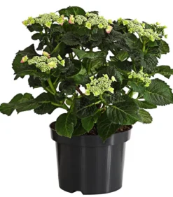 Teller-Hortensie, ca. 30-40 cm