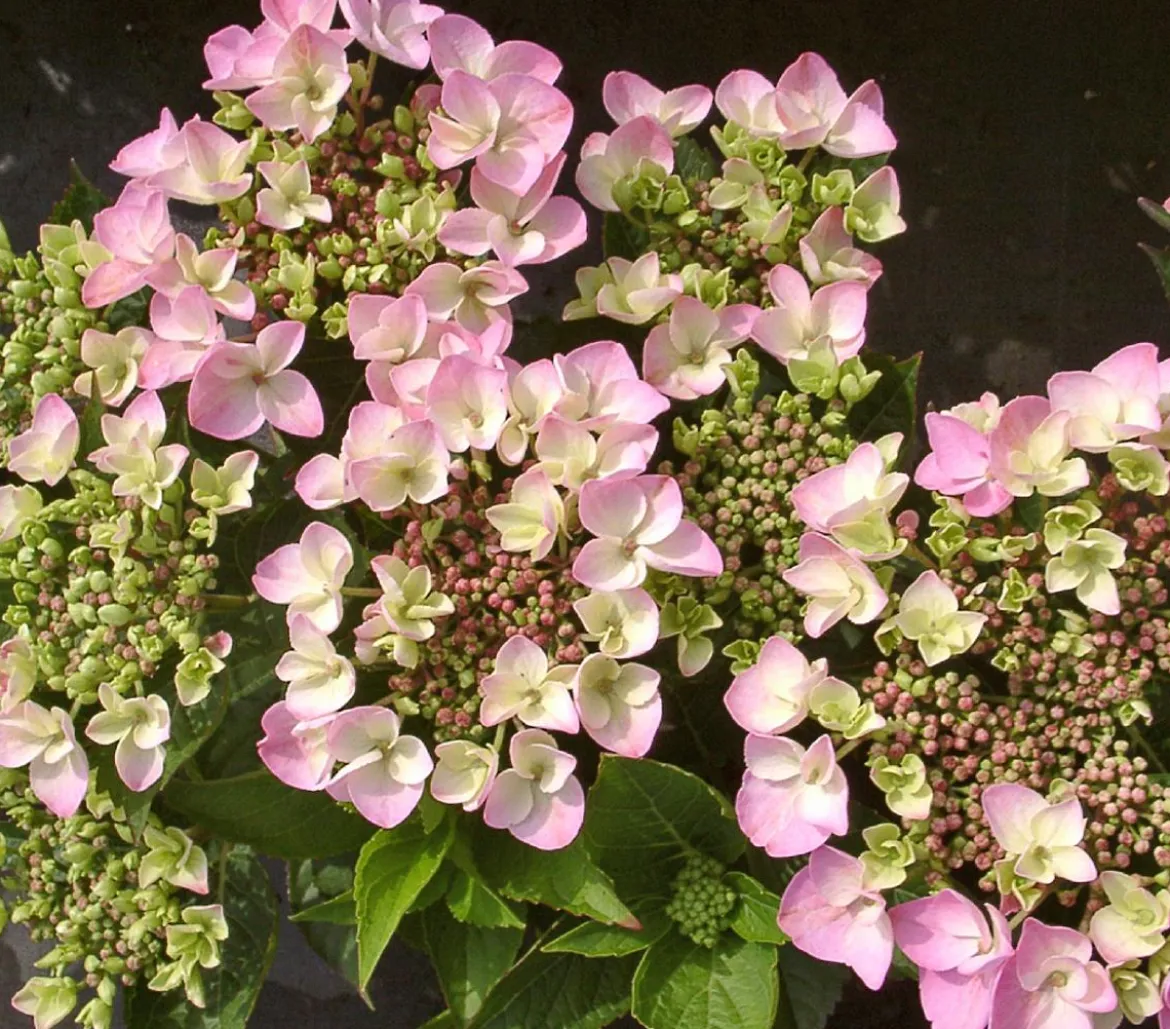 Teller-Hortensie, ca. 30-40 cm
