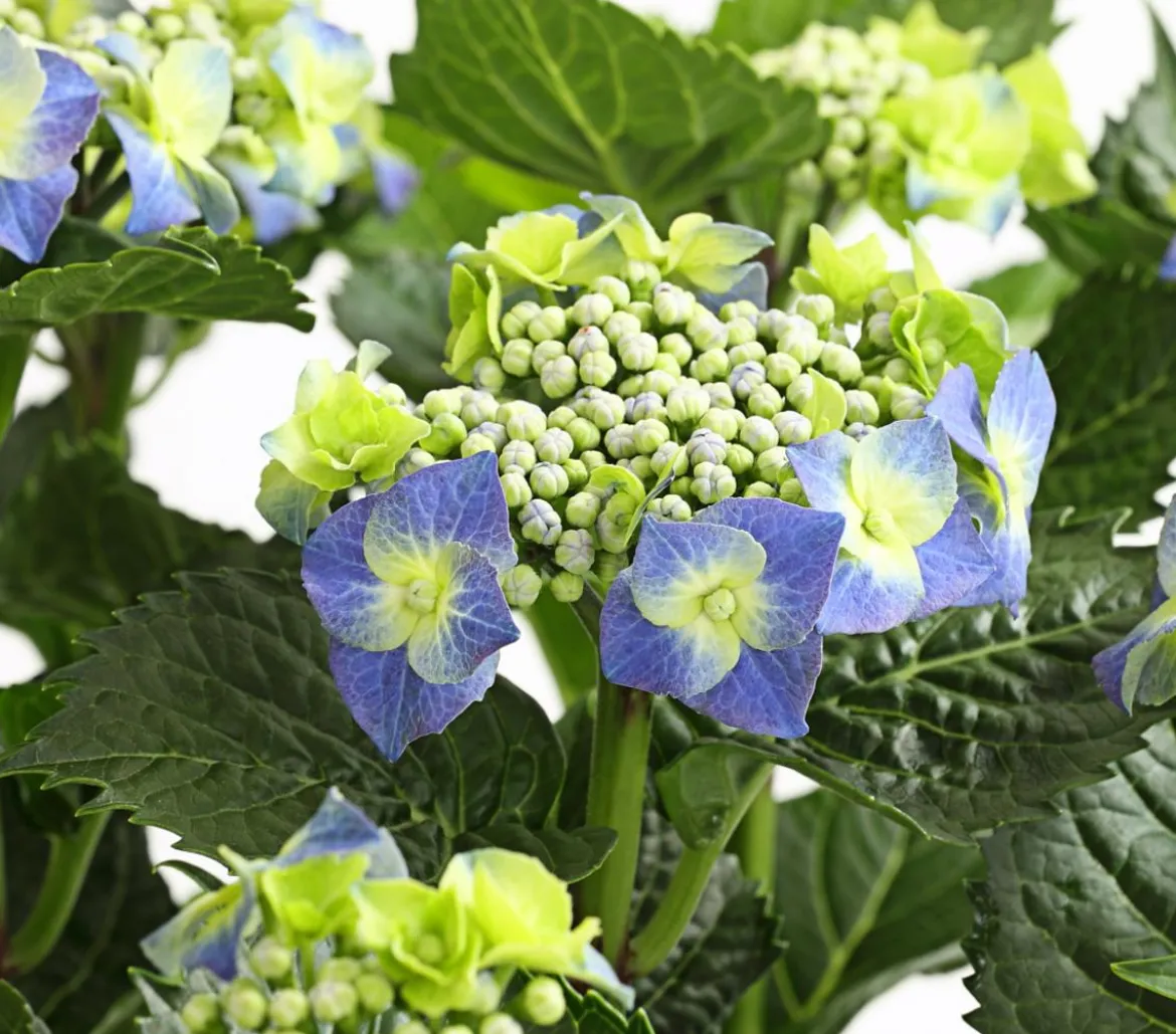 Teller-Hortensie, ca. 30-40 cm