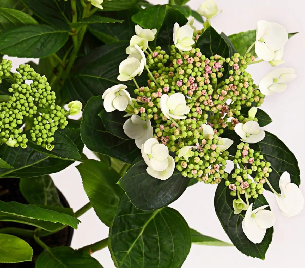 Teller-Hortensie, ca. 30-40 cm