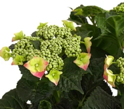 Teller-Hortensie, ca. 30-40 cm