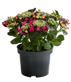 Teller-Hortensie, ca. 30-40 cm