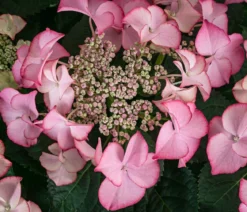 Teller-Hortensie, ca. 40-45 cm