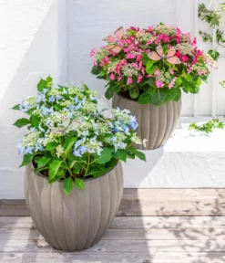 Teller-Hortensie, ca. 40-45 cm