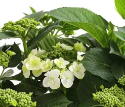 Teller-Hortensie, ca. 40-45 cm