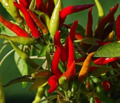 Thaichili, rot