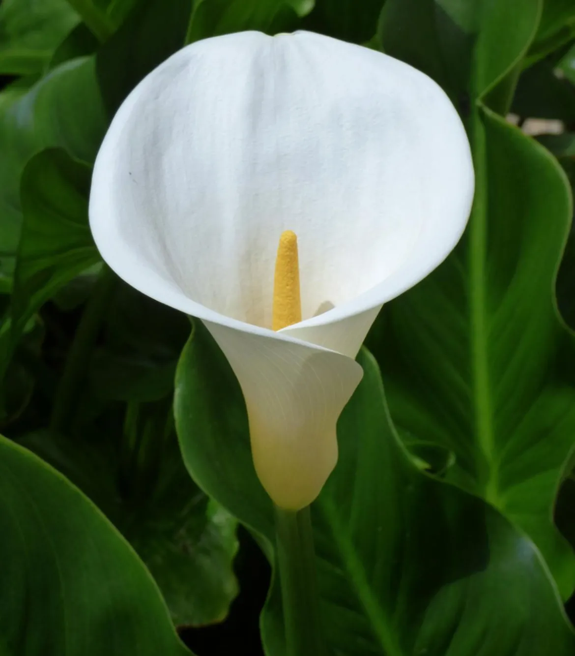 Äthiopische Calla