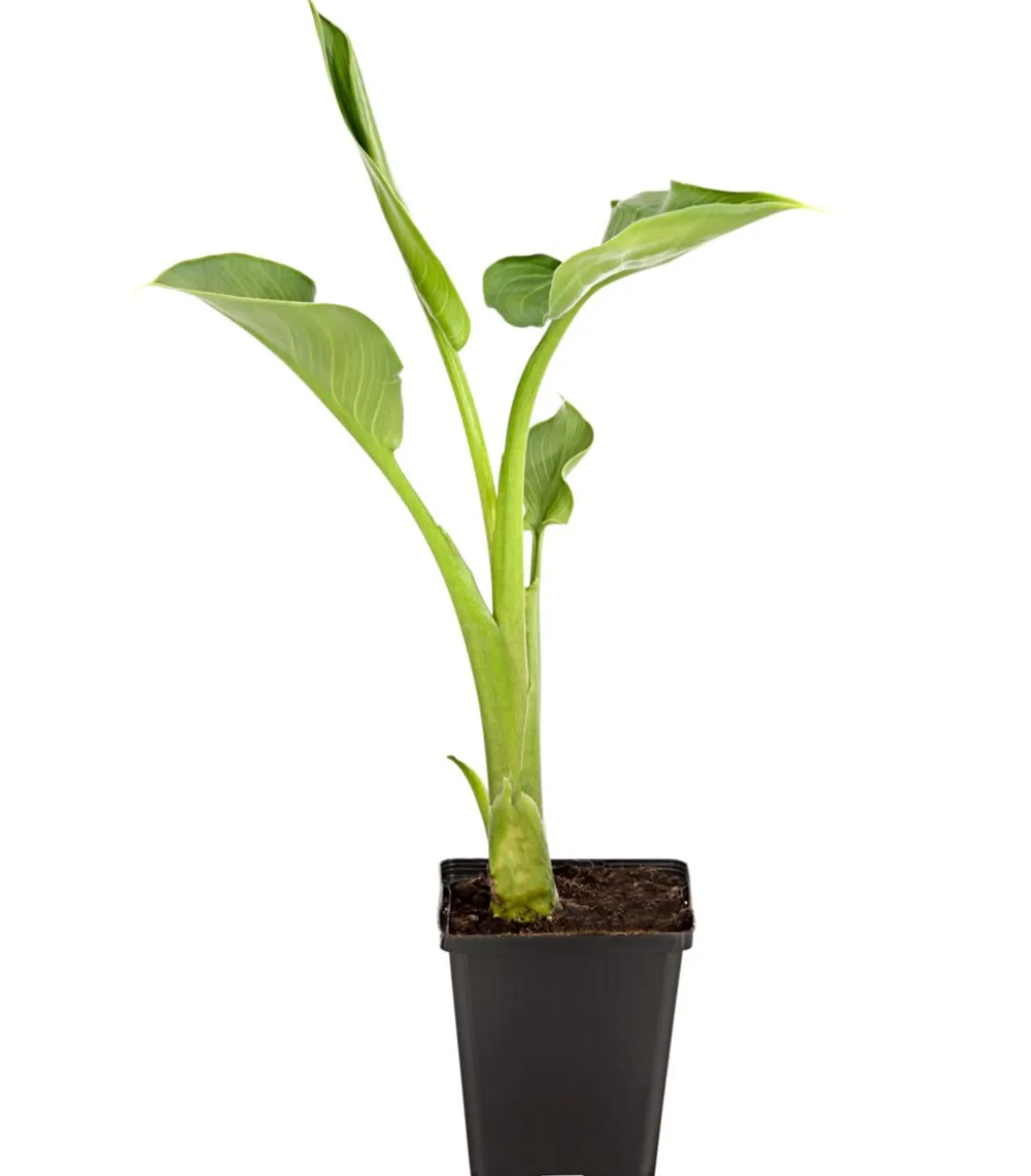 Äthiopische Calla