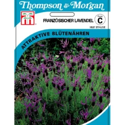 Thompson & Morgan Samen Französischer Lavendel
