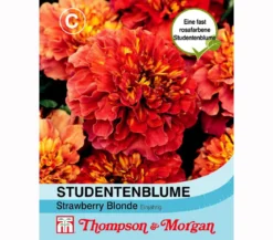 Thompson & Morgan Samen Studentenblume 'Strawberry Blonde'