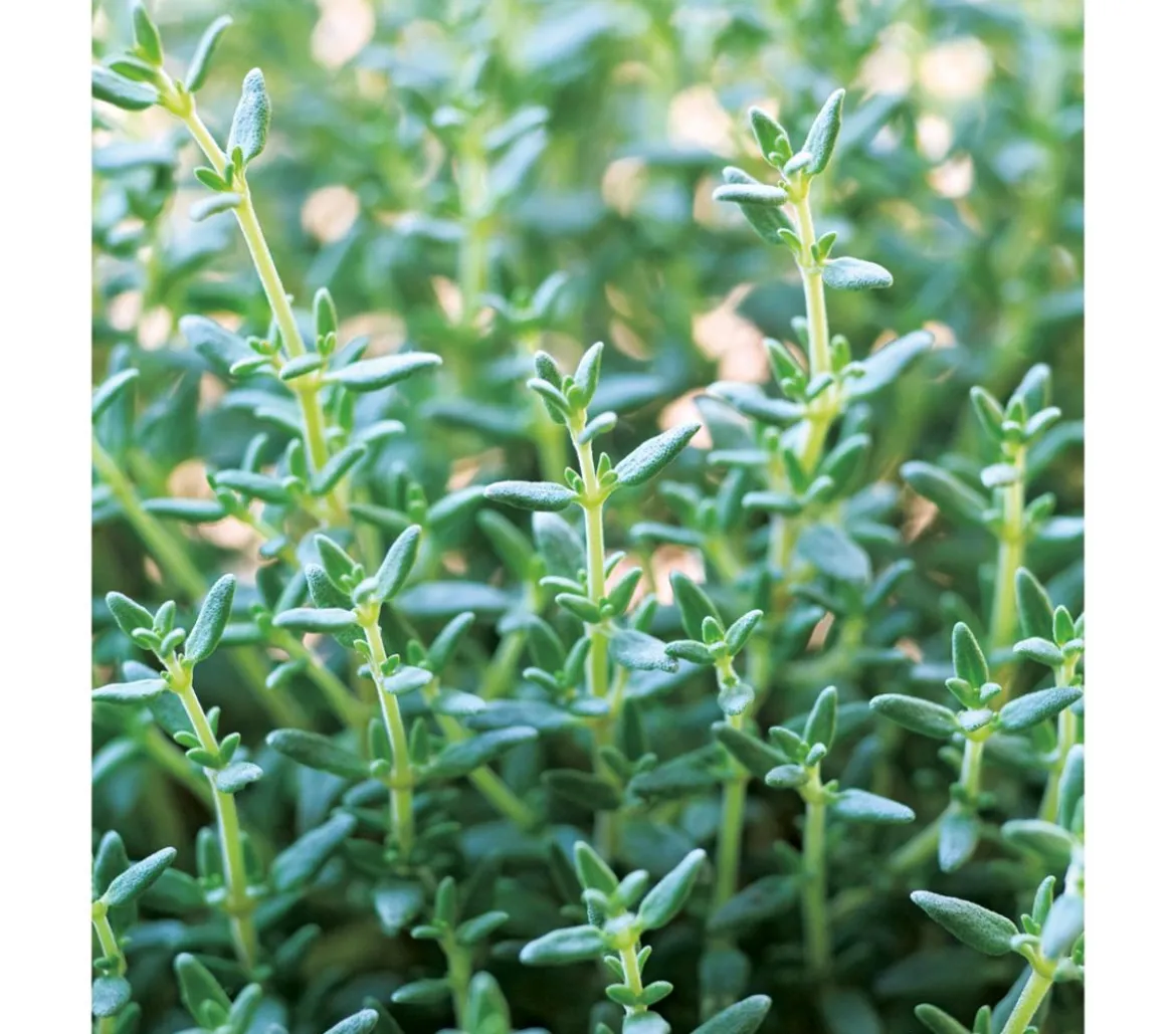 Thymian