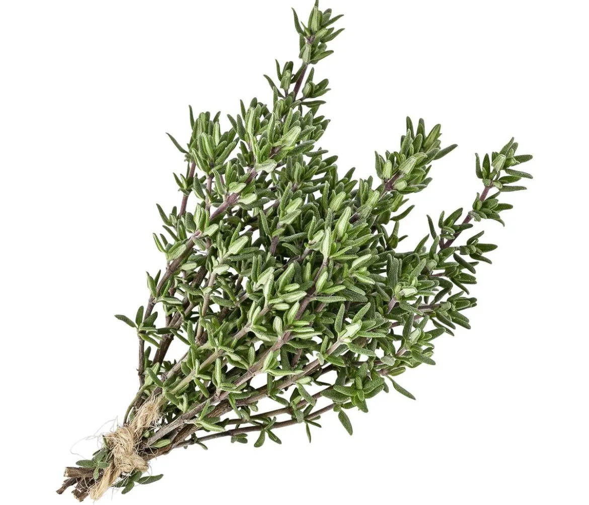 Thymian