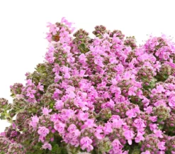 Thymian, verschiedene Sorten
