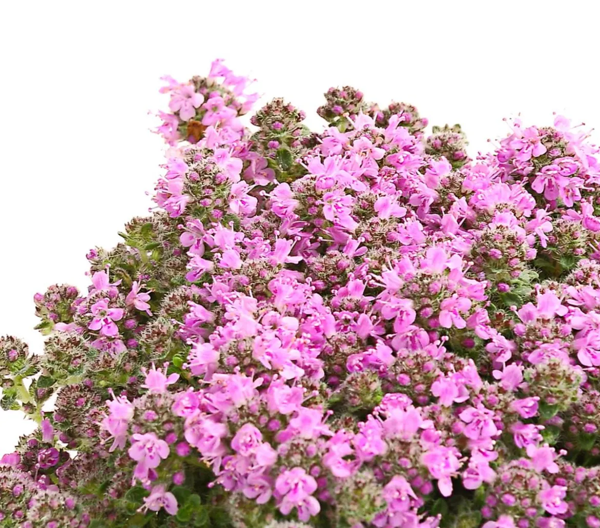 Thymian, verschiedene Sorten