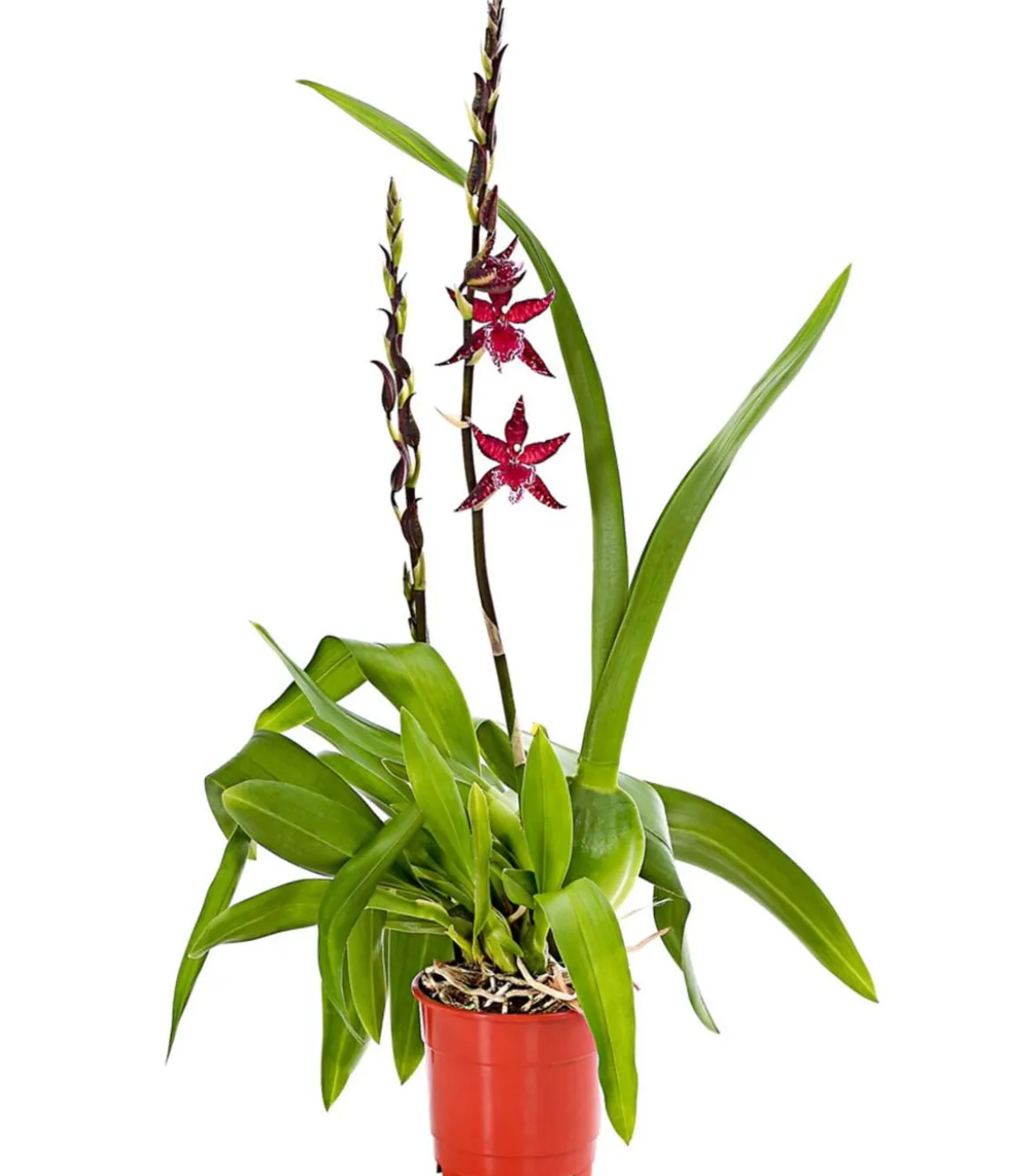 Tiger-Orchidee - Colmanara cultivars 'Massai'