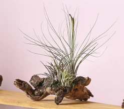 Tillandsien-Arrangement auf Mopanie-Wurzel - Tillandsia Hybride, 5-teilig