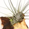 Tillandsien-Arrangement auf Mopani-Wurzel - Tillandsia Hybride, 2-teilig