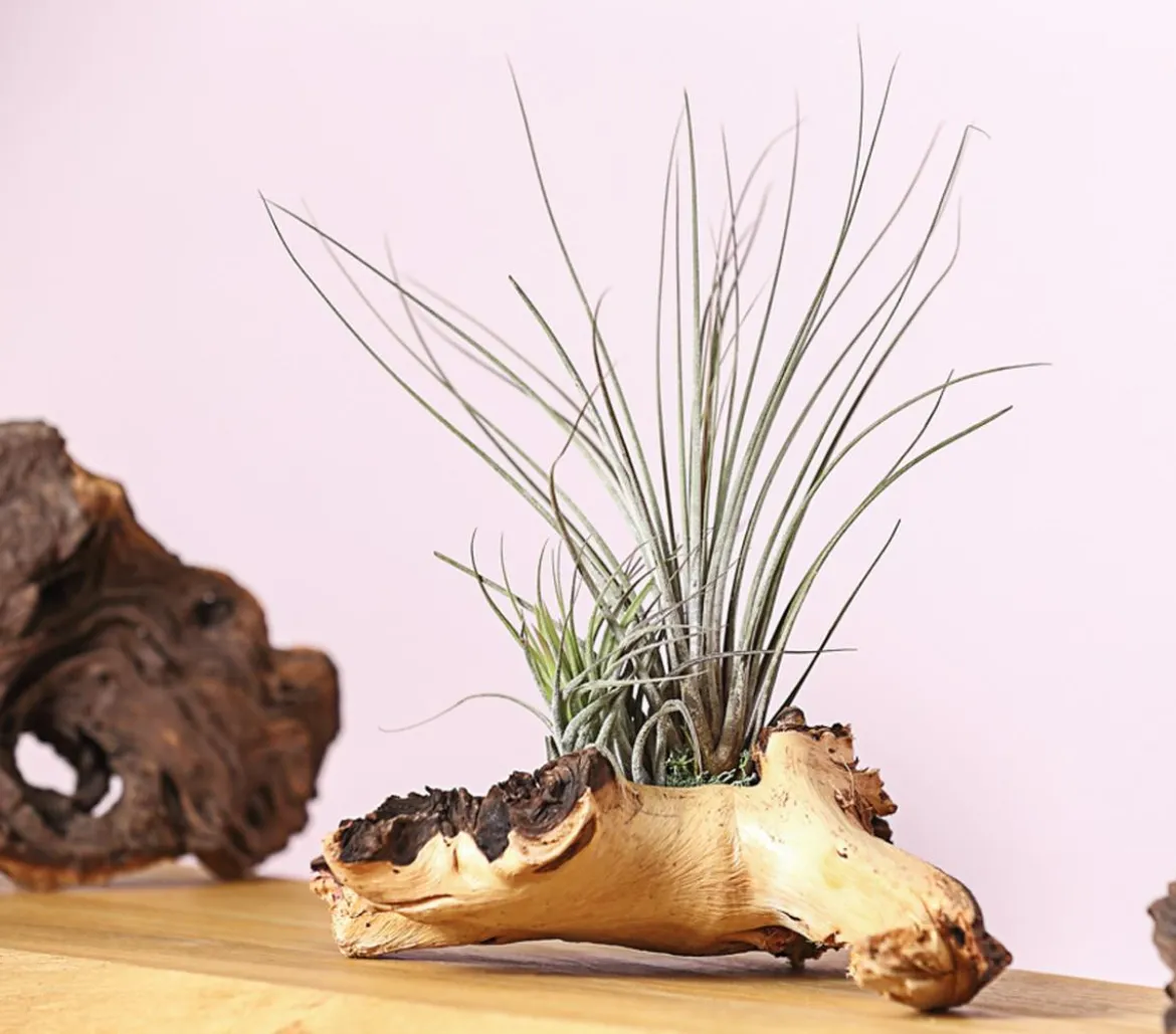 Tillandsien-Arrangement auf Mopani-Wurzel - Tillandsia Hybride, 2-teilig