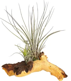 Tillandsien-Arrangement auf Mopani-Wurzel - Tillandsia Hybride, 2-teilig