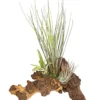 Tillandsien-Arrangement auf Mopani-Wurzel - Tillandsia Hybride, 3-teilig