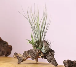 Tillandsien-Arrangement auf Mopani-Wurzel - Tillandsia Hybride, 3-teilig
